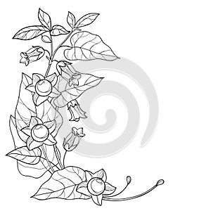 Vector corner bunch with outline toxic Atropa belladonna or deadly nightshade flower, bud, berry and leaf in black isolated.