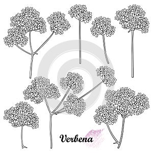 Vector set of outline Verbena or Argentinian vervain flower bunch in black isolated on white background. Bunch of contour Verbena.