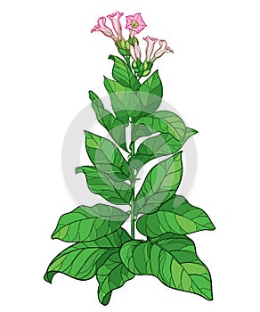 Vector outline toxic Tobacco plant or Nicotiana flower bunch, bud and green leaf isolated on white background.