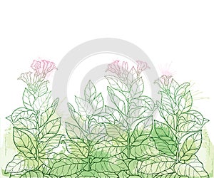 Vector field with outline toxic Tobacco plant or Nicotiana flower bunch, bud and leaf in pastel green on the white background. photo