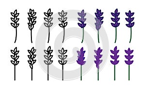 Lavender icon, vector line illustration