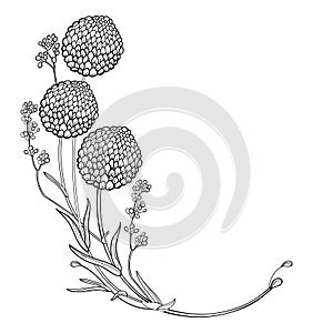 Vector corner bouquet with outline ball of craspedia or billy buttons dried flower in black isolated on white background. photo