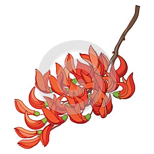 Vector branch of outline tropical Butea or forest flame or bastard teak tree flower bunch and bud in orange and red isolated. photo