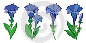 Vector set with outline blue Gentiana or trumpet Gentian flower, bud and green leaf isolated on white background. photo
