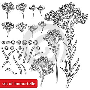 Vector set of outline Helichrysum arenarium or everlasting or immortelle flower bunch, bud and leaves in black isolated on white. photo
