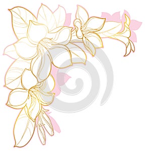 Vector corner bouquet of outline tropical Allamanda cathartica or trumpet flower bunch, bud and leaf in gold and pink isolated. photo