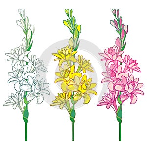 Vector set of outline tropical Agave amica or Polianthes or Tuberose bunch with flower and bud in pastel yellow and pink isolated.