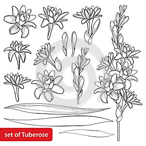 Vector set of outline tropical Agave amica or Polianthes or Tuberose bunch, open flower, bud and leaves in black isolated.