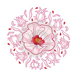Vector round bunch of outline Roselle or Hibiscus sabdariffa or carcade plant with fruit and flower in pink isolated. photo