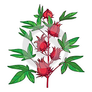 Vector stem of outline tropical Roselle or Hibiscus sabdariffa or carcade plant with red fruits and leaf isolated on white.