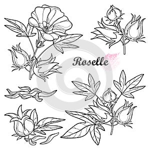 Vector set of outline tropical Roselle or Hibiscus sabdariffa or carcade plant with fruits, leaf and flower in black isolated. photo