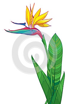 Vector bouquet of outline tropical Strelitzia reginae or bird of paradise flower bunch and ornate green leaf isolated on white.