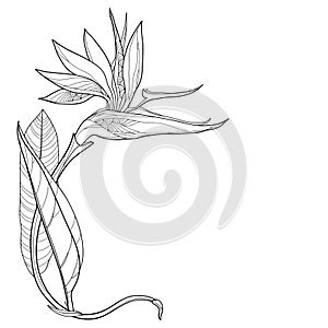 Vector corner bouquet of outline tropical Strelitzia reginae or bird of paradise flower and ornate leaf in black isolated.