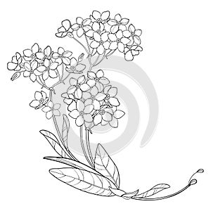 Vector corner bouquet with outline Forget me not or Myosotis flower bunch, bud and leaf in black isolated on white background. photo