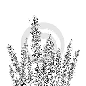 Vector field with outline Heather or Calluna flower with bud and leaves in black isolated on white background. photo