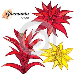 Vector set of outline tropical Guzmania or tufted airplant flowers in red and yellow isolated on white background. photo