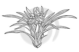 Vector bush of outline tropical Guzmania or tufted airplant with flower and leaf in black isolated on white background. photo