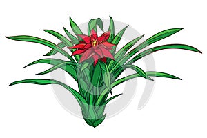 Vector bush of outline tropical Guzmania or tufted airplant with red flower and green leaf isolated on white background. photo