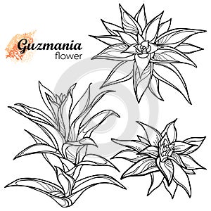 Vector set of outline tropical Guzmania or tufted airplant flowers in black isolated on white background. Epiphyte Guzmania plant. photo