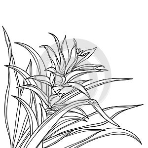 Vector corner bunch of outline tropical Guzmania or tufted airplant with flower and leaf in black isolated on white background. photo