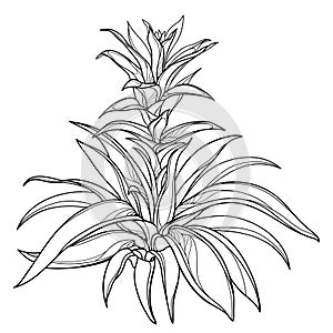 Vector bush of outline tropical Guzmania or tufted airplant with flower and leaf in black isolated on white background. photo