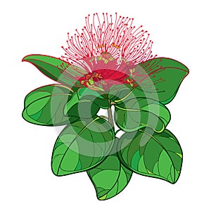 Vector outline branch of Metrosideros or pohutukawa or Christmas tree with red flower and leaves isolated on white background. photo