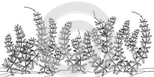 Vector underwater landscape with outline Myriophyllum spicatum or Eurasian water milfoil plant in black isolated on white. photo