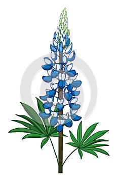 Vector stem with outline blue Lupine or Texas Bluebonnet flower bunch with leaf isolated on white background. photo