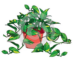 Vector outline Epipremnum aureum or golden pothos plant with yellow variegation in flowerpot isolated on white background. photo