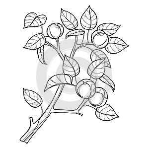 Vector branch of outline poisonous Manchineel tree or Hippomane mancinella in black isolated on white background. photo