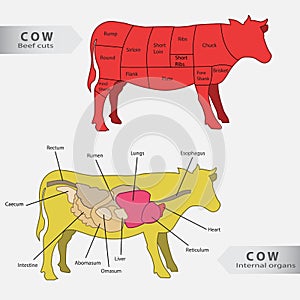 Basic cow internal organs and beef cuts chart vector photo