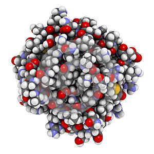 Basic fibroblast growth factor bFGF molecule. Plays role in wound healing, angiogenesis, etc. photo