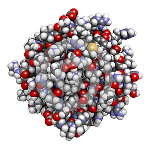 Basic fibroblast growth factor (bFGF) molecule. Plays role in wound healing, angiogenesis, etc photo