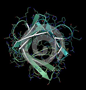 Basic fibroblast growth factor bFGF molecule. Plays role in wound healing, angiogenesis, etc. photo