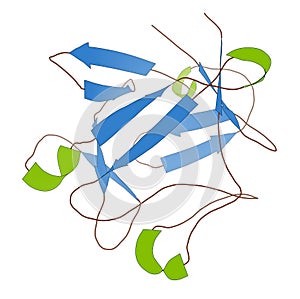 Basic fibroblast growth factor (bFGF) molecule. Plays role in wound healing, angiogenesis, etc photo