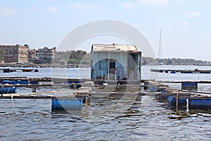 Basic fish farm in the Nile river in Rashid photo