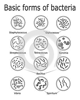 The basic forms of bacteria