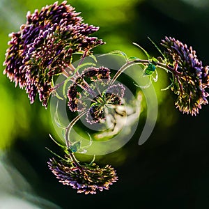 Basic Formula Natura Ã°Å¸ÅÂ¿ ÃÂ° ÃÂ° ÃÂ° ÃÂ° ÃÂ° ÃÂ° Ãâ Ãâ ÃÂ° ÃÂ° ÃÂ° ÃÂ° ÃÂ° ÃÂ° ÃÂ°