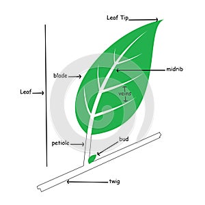 Basic Illustration of Simple Leaf Anatomy