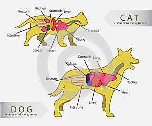 Basic internal organs of cat and dog photo