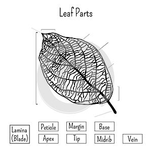 Basic leaf parts worksheet isolated on white background. Plants morphology, education for kids.