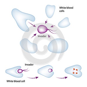 Basic Mechanism of the Immune System