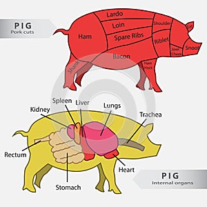 Basic pig internal organs and cuts chart