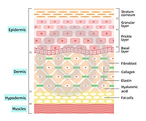 Layers of the human skin. skin and health care concept photo