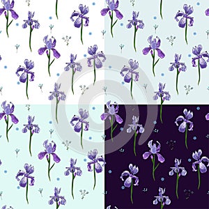 Vector set of seamless pattern of iris flowers.