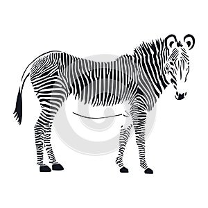 Animal zebra, isolated on a white background.