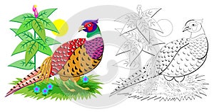 Fantasy illustration of cute pheasant with bright feathering. Colorful and black and white page for coloring book for kids.