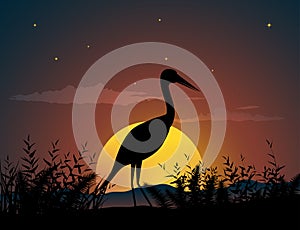 Lonely bird in sunset