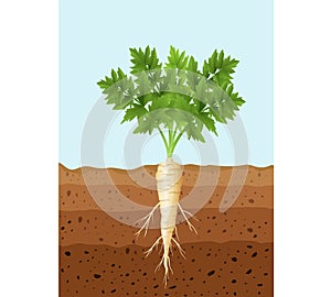 Parsnip tree plant with roots photo