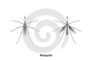 Mosquito object vector on white background,isolated for graphic design.